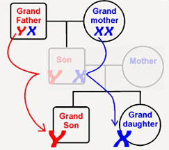 GRANDPARENT TO GRANDCHILD DNA TESTING 